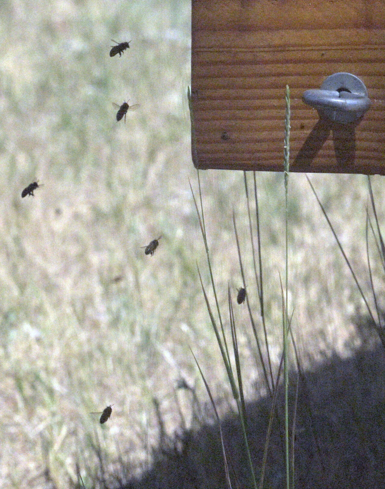 072824-life-bees 05.JPG